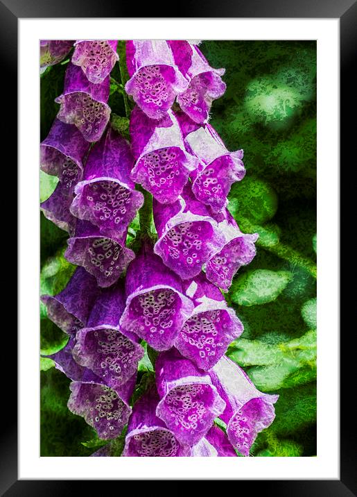 Foxgloves Textured Framed Mounted Print by Steve Purnell