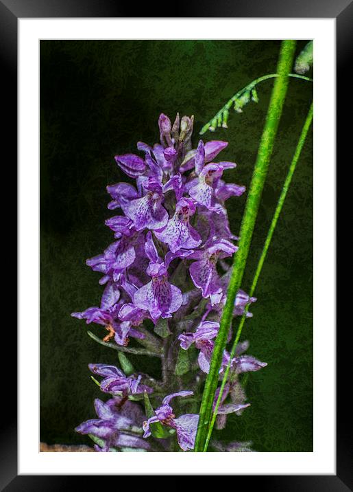 Common Spotted Orchid Textured Framed Mounted Print by Steve Purnell
