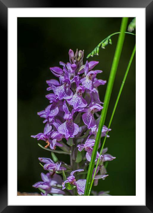 Common Spotted Orchid Framed Mounted Print by Steve Purnell