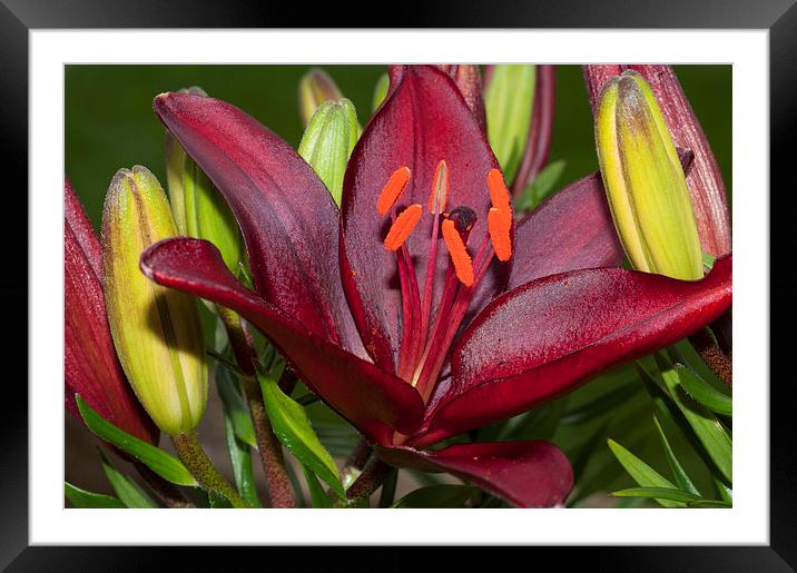 Red Lily 2 Framed Mounted Print by Steve Purnell