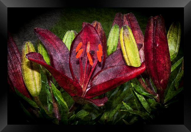 Red Lily 5 Framed Print by Steve Purnell