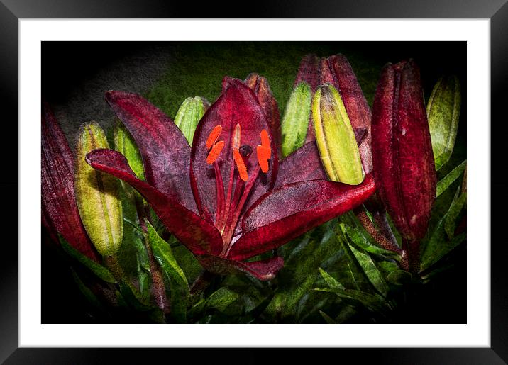 Red Lily 5 Framed Mounted Print by Steve Purnell