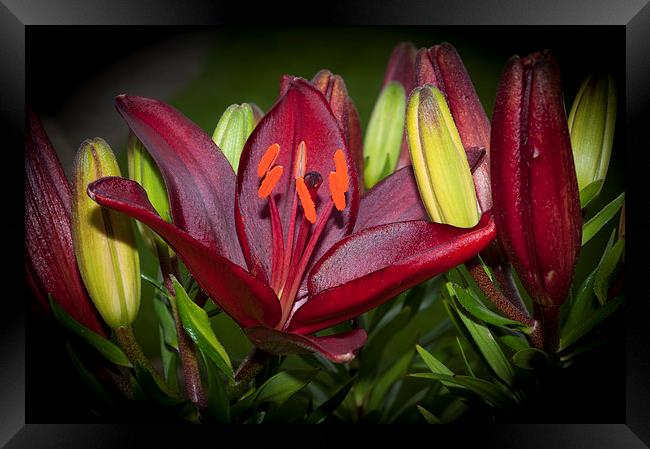 Red Lily 6 Framed Print by Steve Purnell