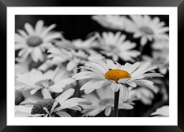 Standing Out From The Crowd 1 Framed Mounted Print by Steve Purnell