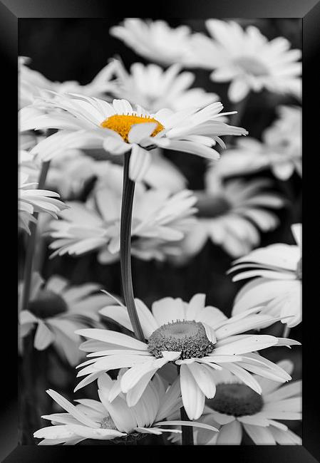 Standing Out From The Crowd 2 Framed Print by Steve Purnell