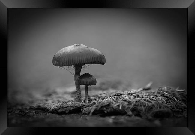 Mushrooms Mono Framed Print by Steve Purnell