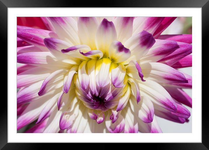 The Delicate Summer Beauty of Dahlia Framed Mounted Print by Steve Purnell
