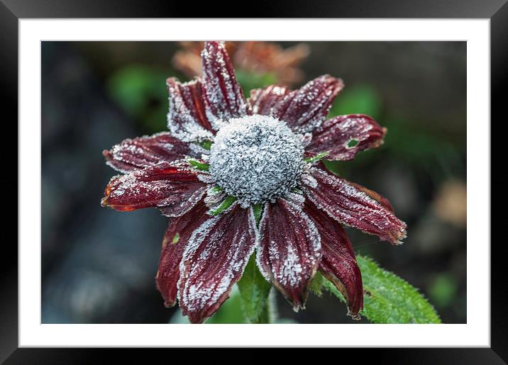 Rudbeckia First Frost Framed Mounted Print by Steve Purnell