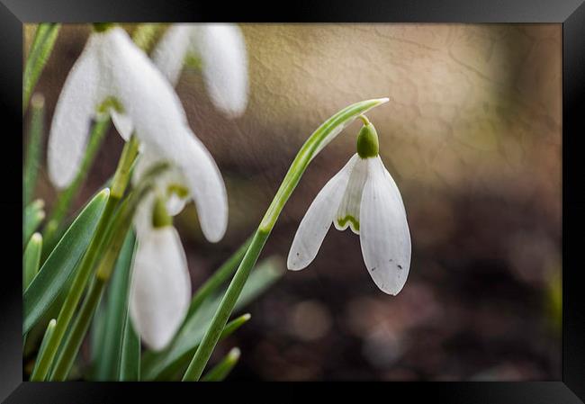 Snowdrops with Texture Framed Print by Steve Purnell