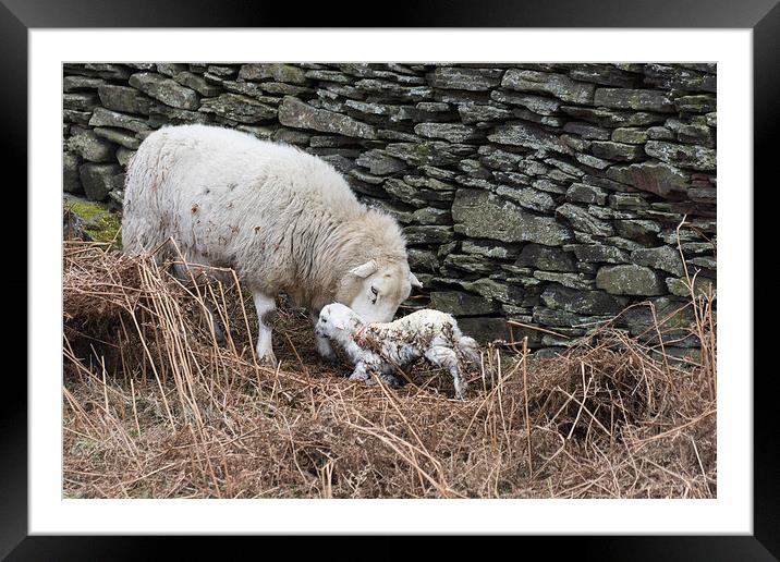 New Born Framed Mounted Print by Steve Purnell