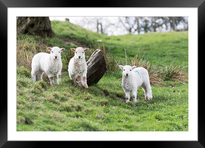 Three Little Lambs Framed Mounted Print by Steve Purnell