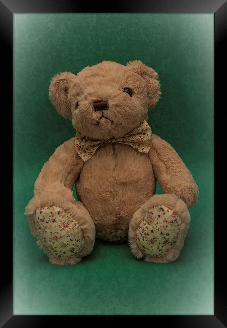 Teddy Bear Green Framed Print by Steve Purnell