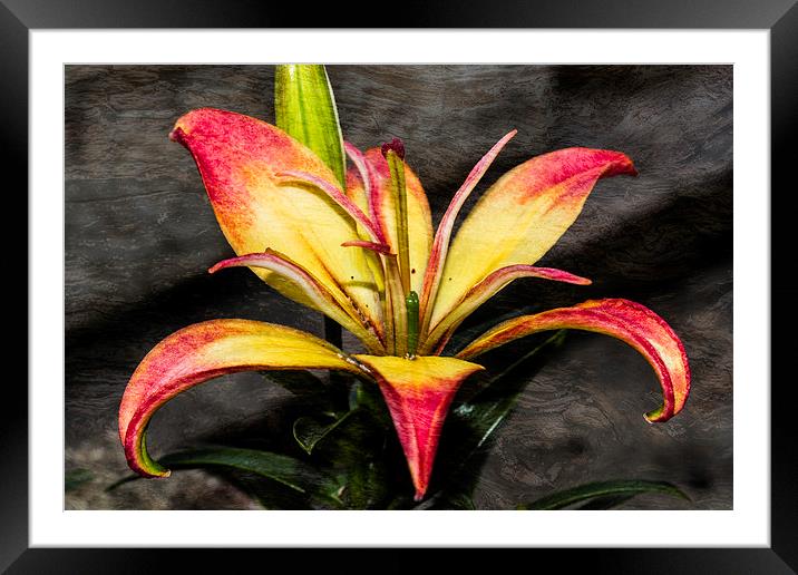 Red And Yellow Lily Framed Mounted Print by Steve Purnell