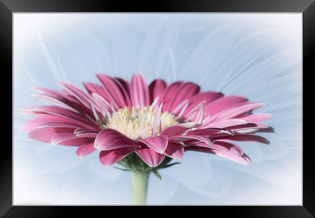 Soft And Dreamy Framed Print by Steve Purnell