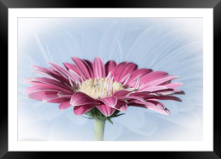 Soft And Dreamy Framed Mounted Print by Steve Purnell