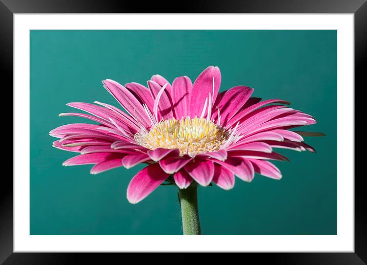 Pink Gerbera On Green Framed Mounted Print by Steve Purnell