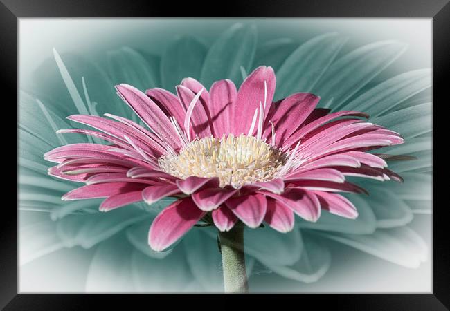 Pink Gerbera Dream Framed Print by Steve Purnell
