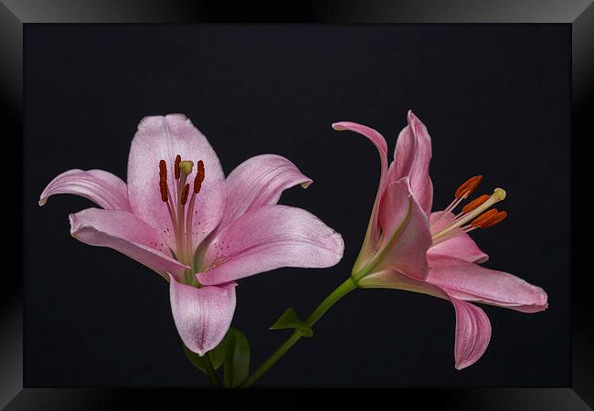 Pink Lilies 1 Framed Print by Steve Purnell