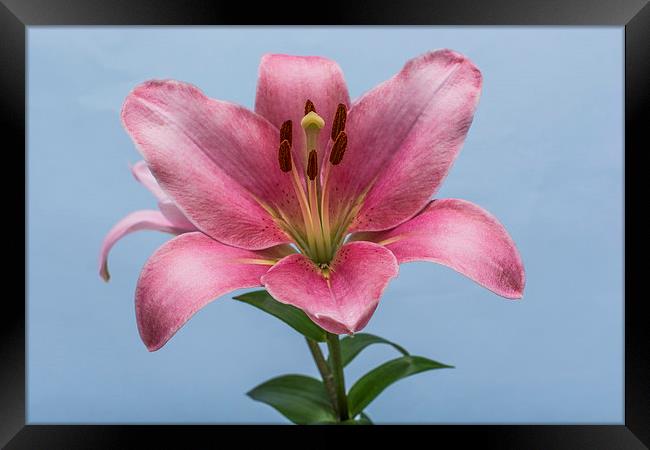 Pink Lily 6 Framed Print by Steve Purnell