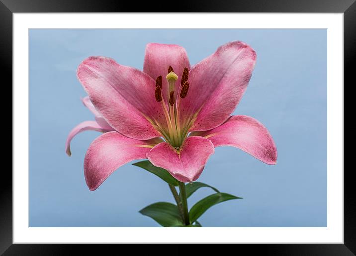 Pink Lily 6 Framed Mounted Print by Steve Purnell