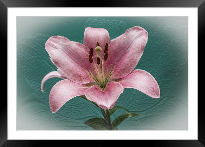 Passion Framed Mounted Print by Steve Purnell