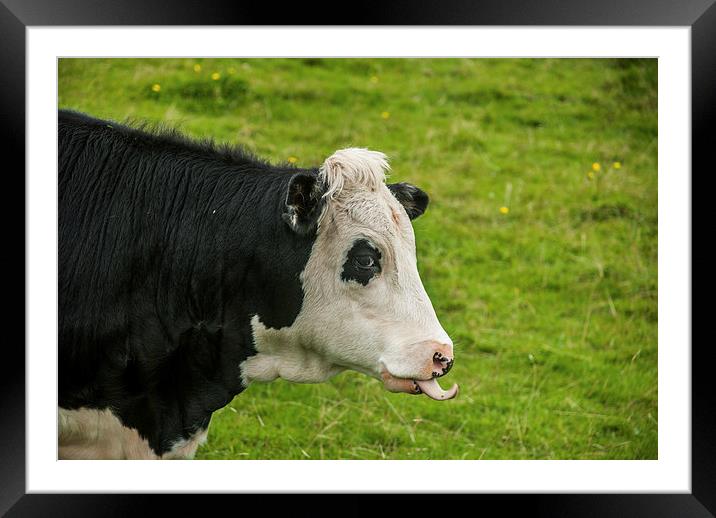 Cheeky Cow Framed Mounted Print by Steve Purnell