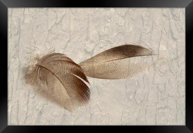 Bronze Mallard Feather Textured 4 Framed Print by Steve Purnell