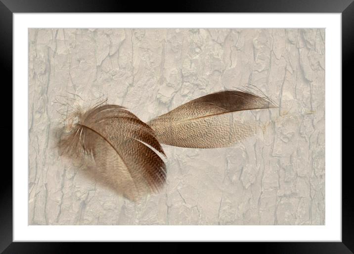 Bronze Mallard Feather Textured 4 Framed Mounted Print by Steve Purnell