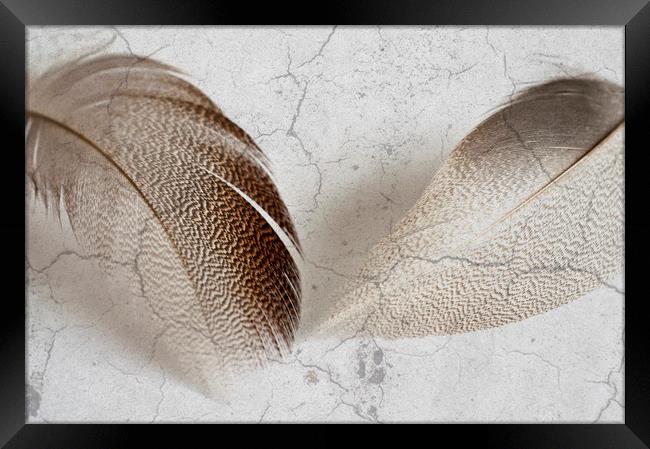 Bronze Mallard Feather Textured 5 Framed Print by Steve Purnell