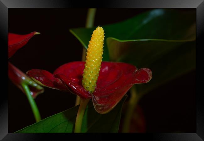 Flamingo Flower 4 Framed Print by Steve Purnell