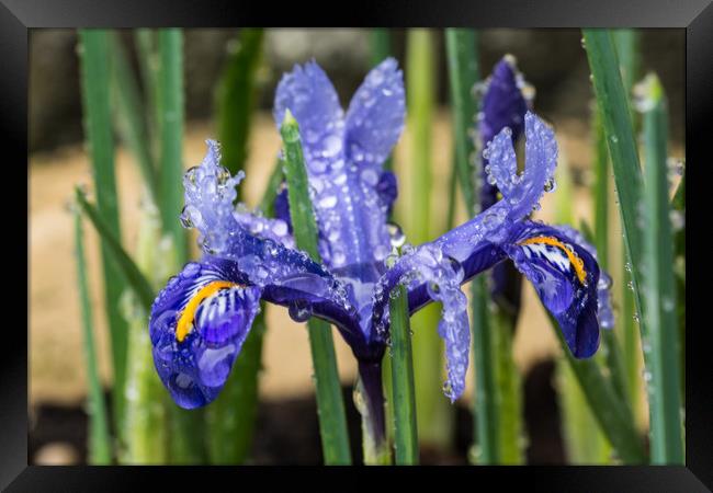 Iris With Raindrops 1 Framed Print by Steve Purnell