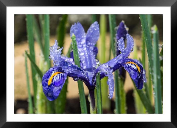 Iris With Raindrops 1 Framed Mounted Print by Steve Purnell