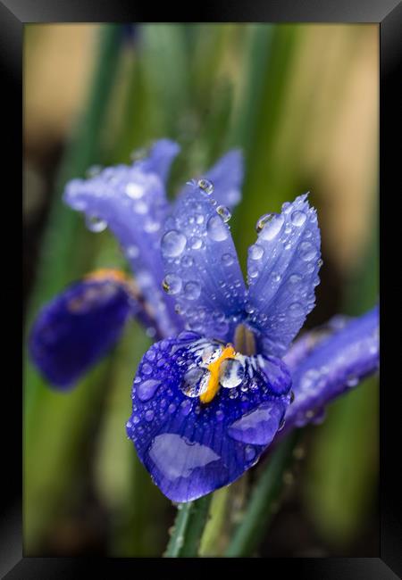 Iris With Raindrops 2 Framed Print by Steve Purnell