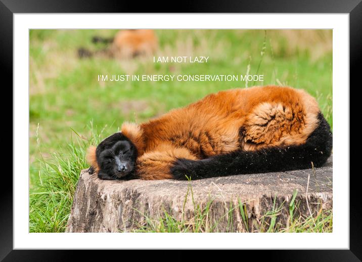 I Am Not Lazy Framed Mounted Print by Steve Purnell