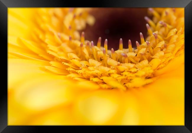 Orange Gerbera Macro 1 Framed Print by Steve Purnell