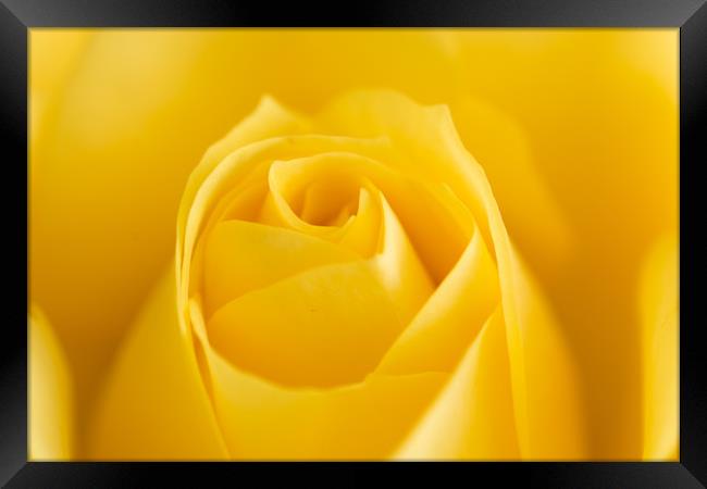 Yellow Rose Macro 1 Framed Print by Steve Purnell