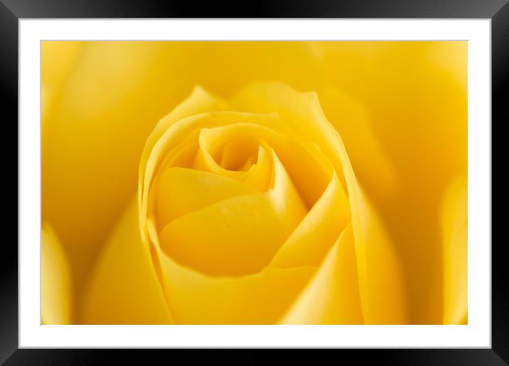 Yellow Rose Macro 1 Framed Mounted Print by Steve Purnell