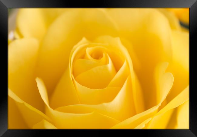 Yellow Rose Macro 2 Framed Print by Steve Purnell