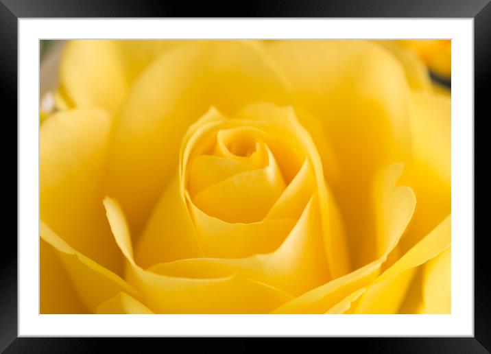 Yellow Rose Macro 2 Framed Mounted Print by Steve Purnell