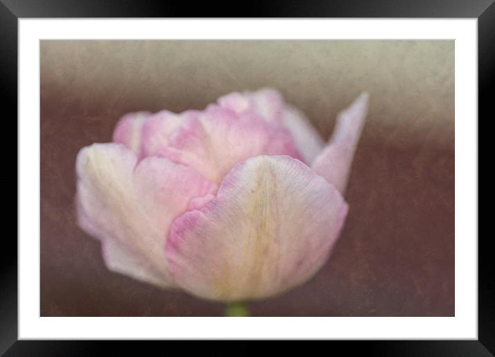 Solitary Tulip Framed Mounted Print by Steve Purnell