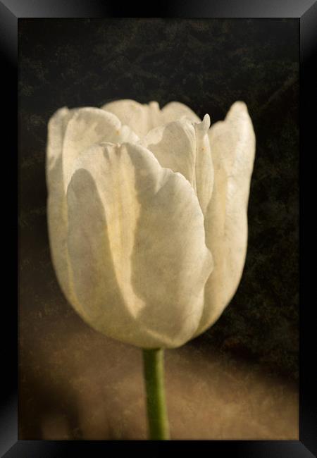White Tulip With Texture Framed Print by Steve Purnell