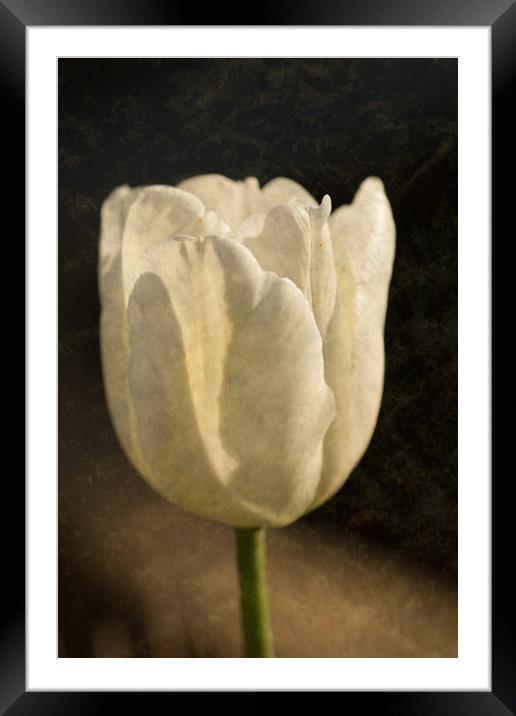 White Tulip With Texture Framed Mounted Print by Steve Purnell