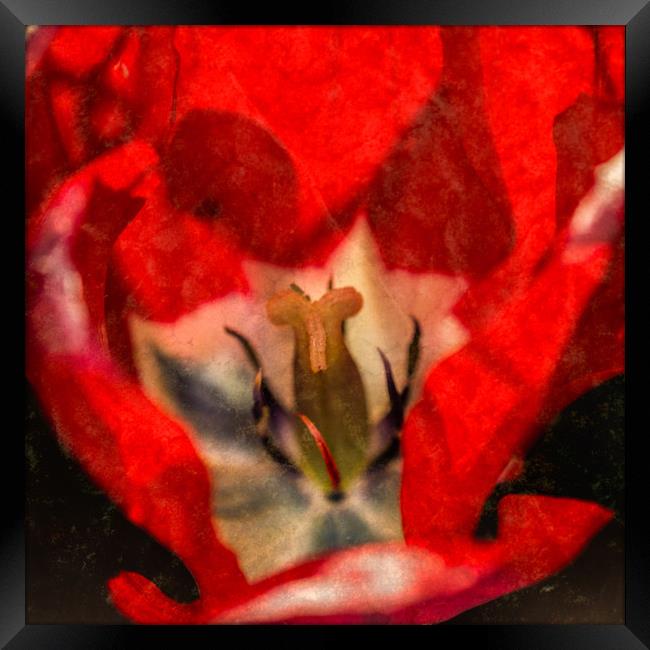 Red Tulip Texture Framed Print by Steve Purnell
