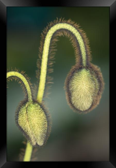 Electric Poppy Buds Framed Print by Steve Purnell