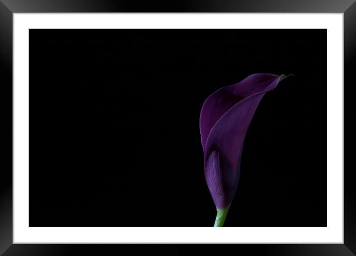 The Calla Purple 2 Framed Mounted Print by Steve Purnell