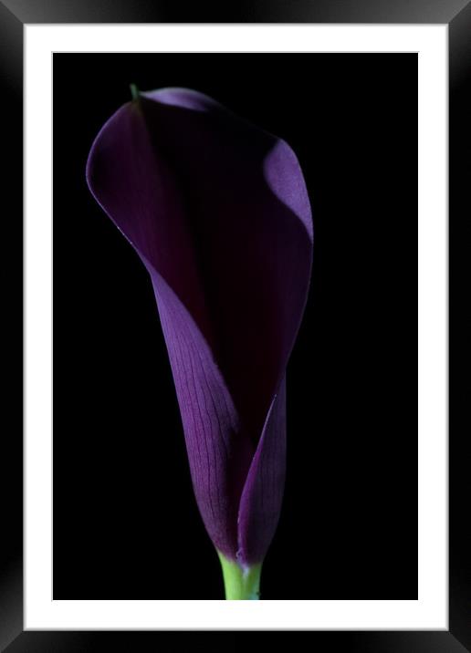 The Calla Purple 3 Framed Mounted Print by Steve Purnell