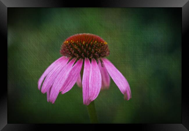 Purple Coneflower Framed Print by Steve Purnell