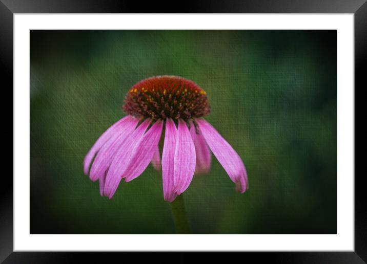 Purple Coneflower Framed Mounted Print by Steve Purnell