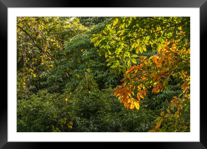 First Signs Of Autumn Framed Mounted Print by Steve Purnell