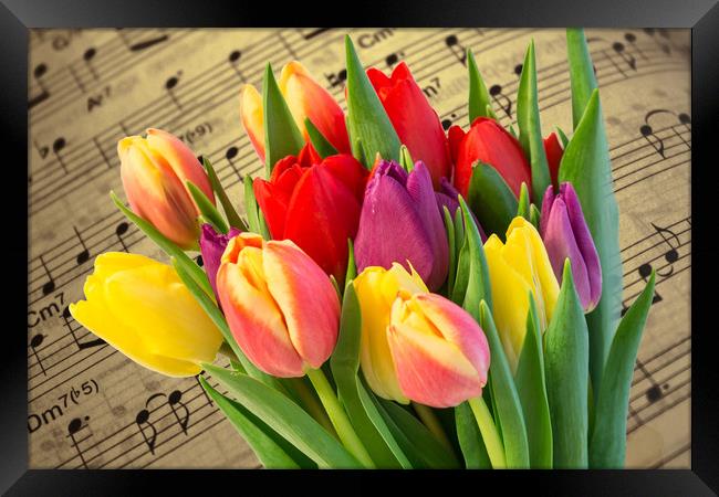 Tulips And Music Framed Print by Steve Purnell